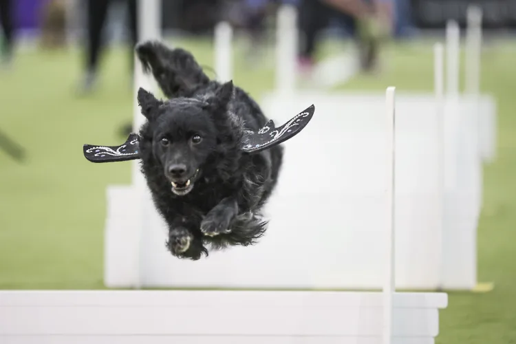 Flyball tournament returns to Escanaba